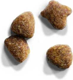 Iams Cat Adult - Lam - Kattenvoer - 10 Kg -Kattenbenodigdheden 1102x1200