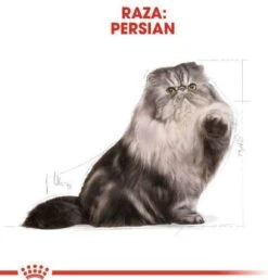 Royal Canin Persian Adult - Kattenvoer - 2 Kg -Kattenbenodigdheden 1149x1200