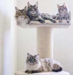 Krabpaal Voor Grote Katten Maine Coon Lounge Krabpaal - Beige - 60 X 60 X 120 Cm 20 Krabpaal Voor Grote Katten Maine Coon Lounge Krabpaal - Beige - 60 X 60 X 120 Cm -Kattenbenodigdheden 1173x1200 4