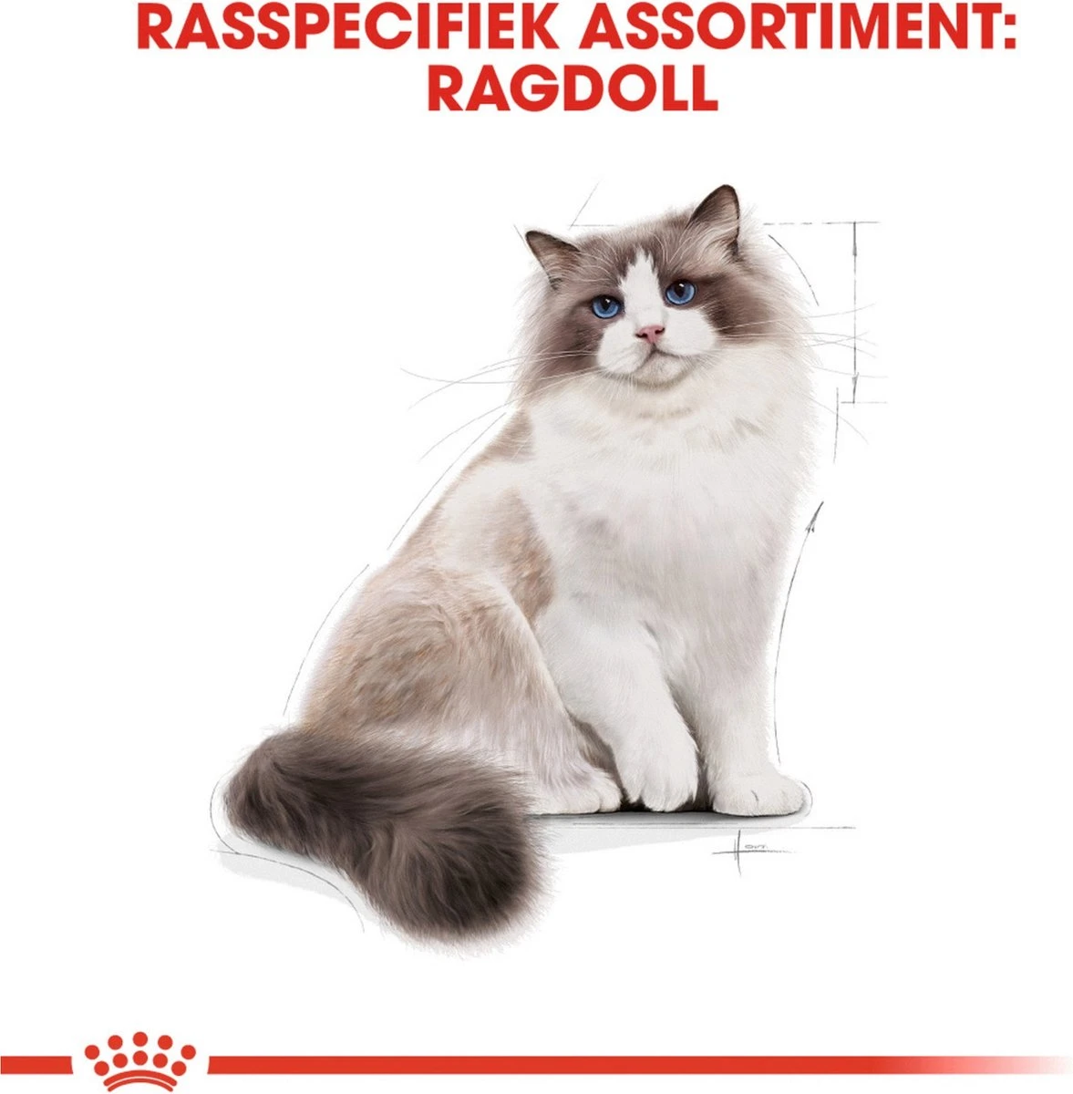 Royal Canin Ragdoll Adult - Kattenvoer - 2 Kg 7 Royal Canin Ragdoll Adult - Kattenvoer - 2 Kg - Afbeelding 5