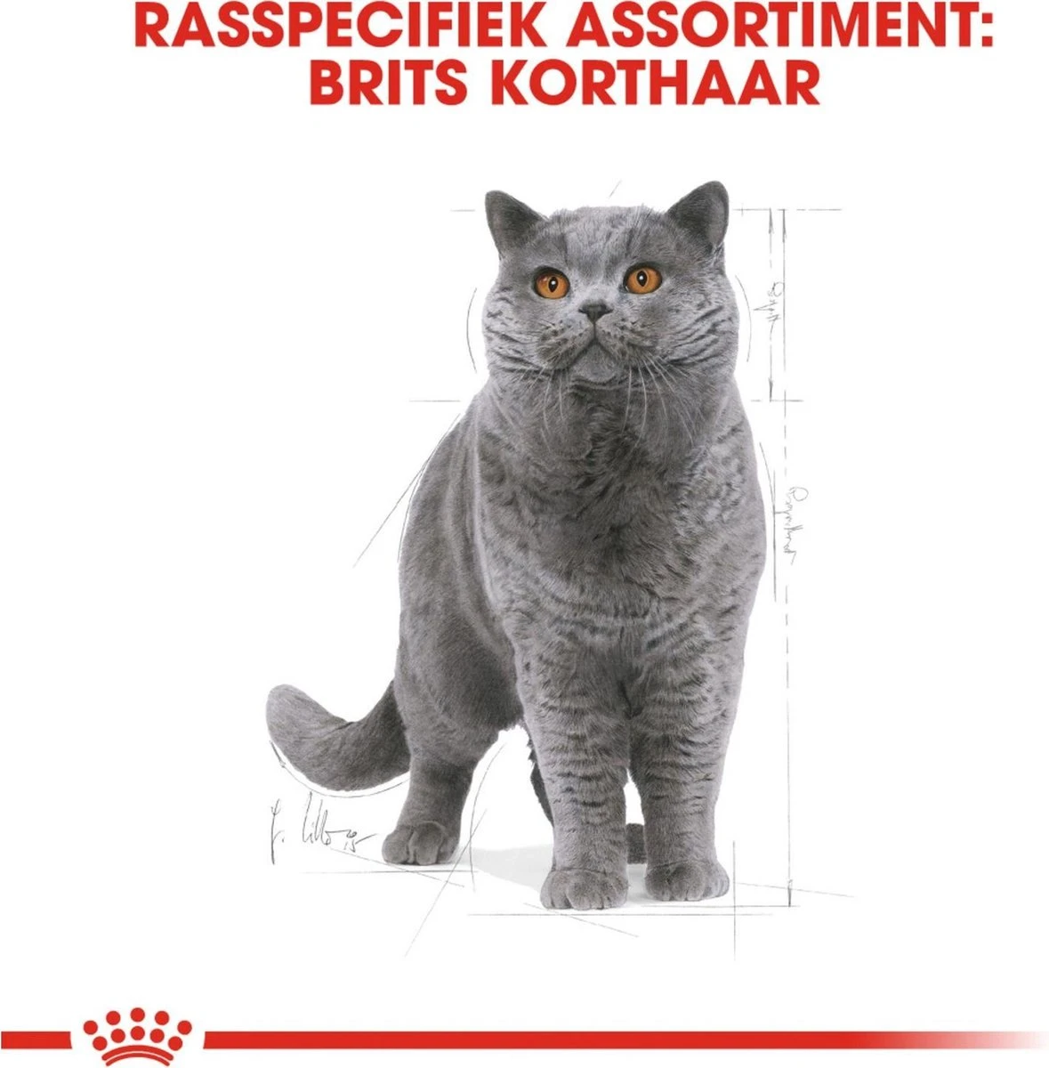 Royal Canin British Shorthair Adult - Kattenvoer - 4 Kg 4 Royal Canin British Shorthair Adult - Kattenvoer - 4 Kg - Afbeelding 2