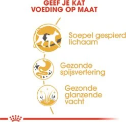 Royal Canin Siamese Adult - Kattenvoer - 4 Kg 16 Royal Canin Siamese Adult - Kattenvoer - 4 Kg -Kattenbenodigdheden 1200x1155 2