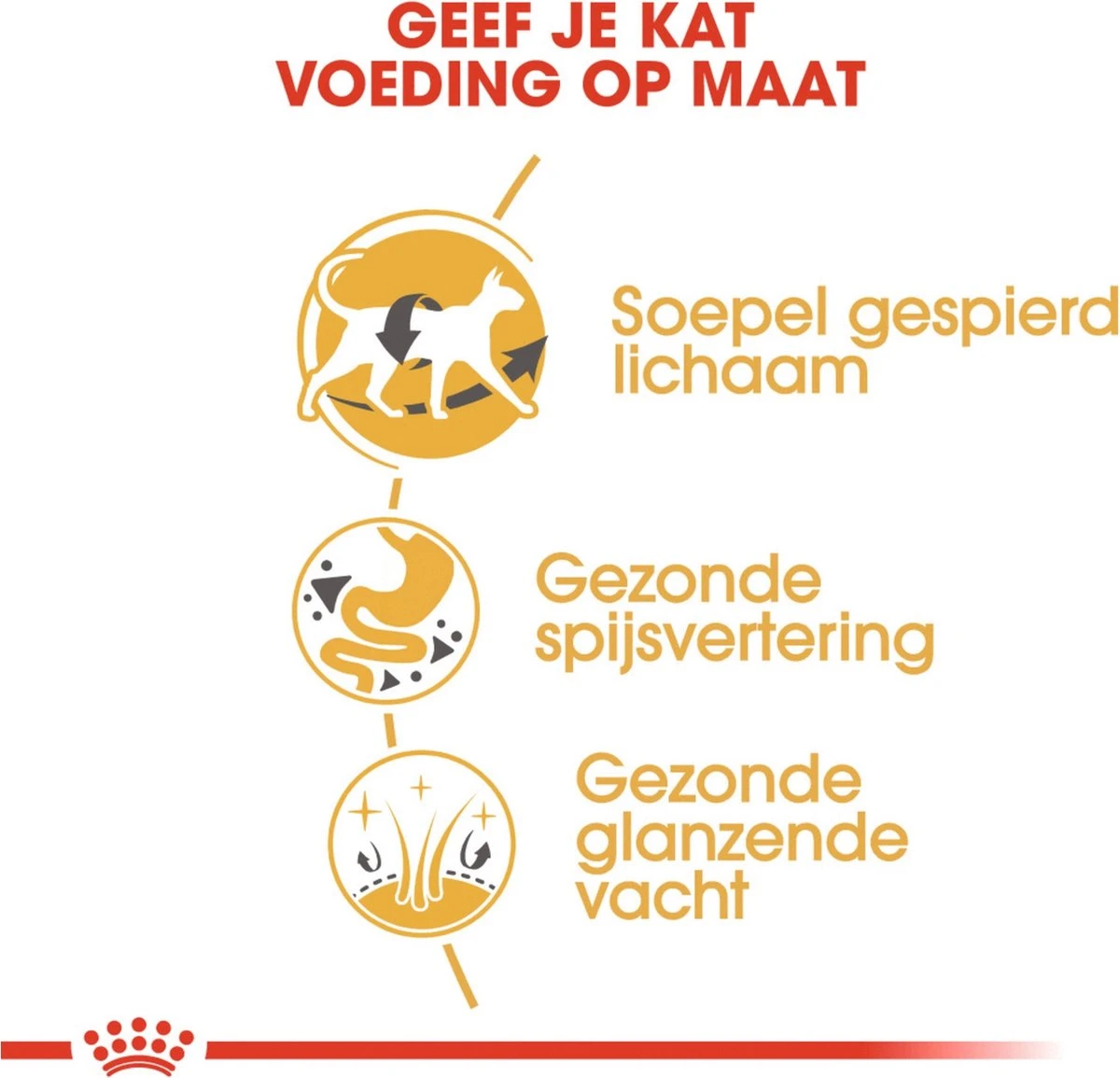 Royal Canin Siamese Adult - Kattenvoer - 4 Kg 6 Royal Canin Siamese Adult - Kattenvoer - 4 Kg - Afbeelding 4