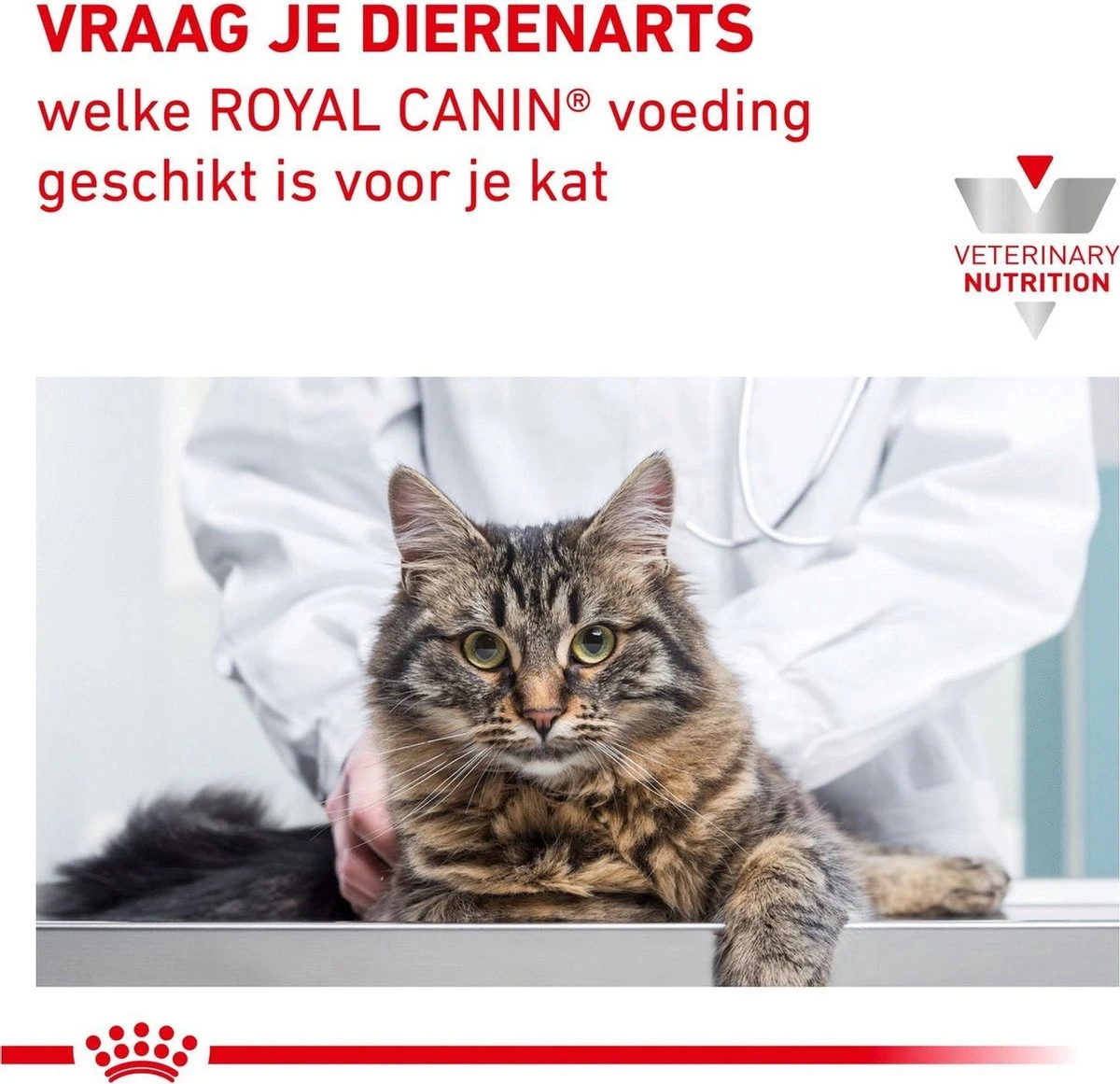 Royal Canin Diabetic - Kattenvoer - 3,5 Kg 11 Royal Canin Diabetic - Kattenvoer - 3,5 Kg - Afbeelding 9