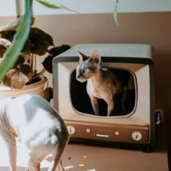 District 70 TELLY - Retro TV Krabmeubel - Instagrammable Kartonnen TV Voor Katten - 39 X 27 X 37 Cm -Kattenbenodigdheden 1200x1200 1047