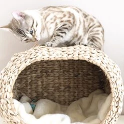 Ebi Radiator Sunrise Kattenmand - Incl. Kussen - Beige - 45 X 30 X 30 Cm 10 Ebi Radiator Sunrise Kattenmand - Incl. Kussen - Beige - 45 X 30 X 30 Cm -Kattenbenodigdheden 1200x1200 1071