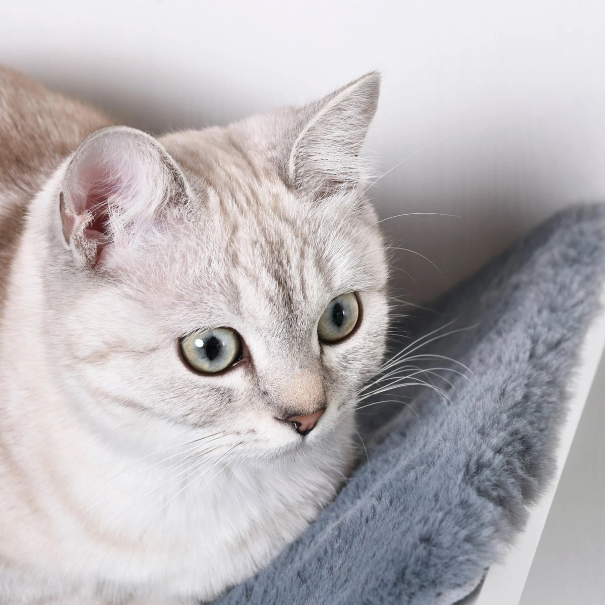 Merkloos Paws And Claws - Cat Shelf – Hangmat Kat – Kattenplank - Kattenbed - Wasbaar – Wandmontage – MDF - Wit 8 Merkloos Paws And Claws - Cat Shelf – Hangmat Kat – Kattenplank - Kattenbed - Wasbaar – Wandmontage – MDF - Wit - Afbeelding 6