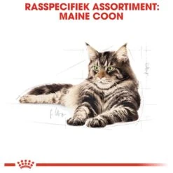 Royal Canin Maine Coon Adult - Kattenvoer - 10 Kg 24 Royal Canin Maine Coon Adult - Kattenvoer - 10 Kg -Kattenbenodigdheden 1200x1200 109