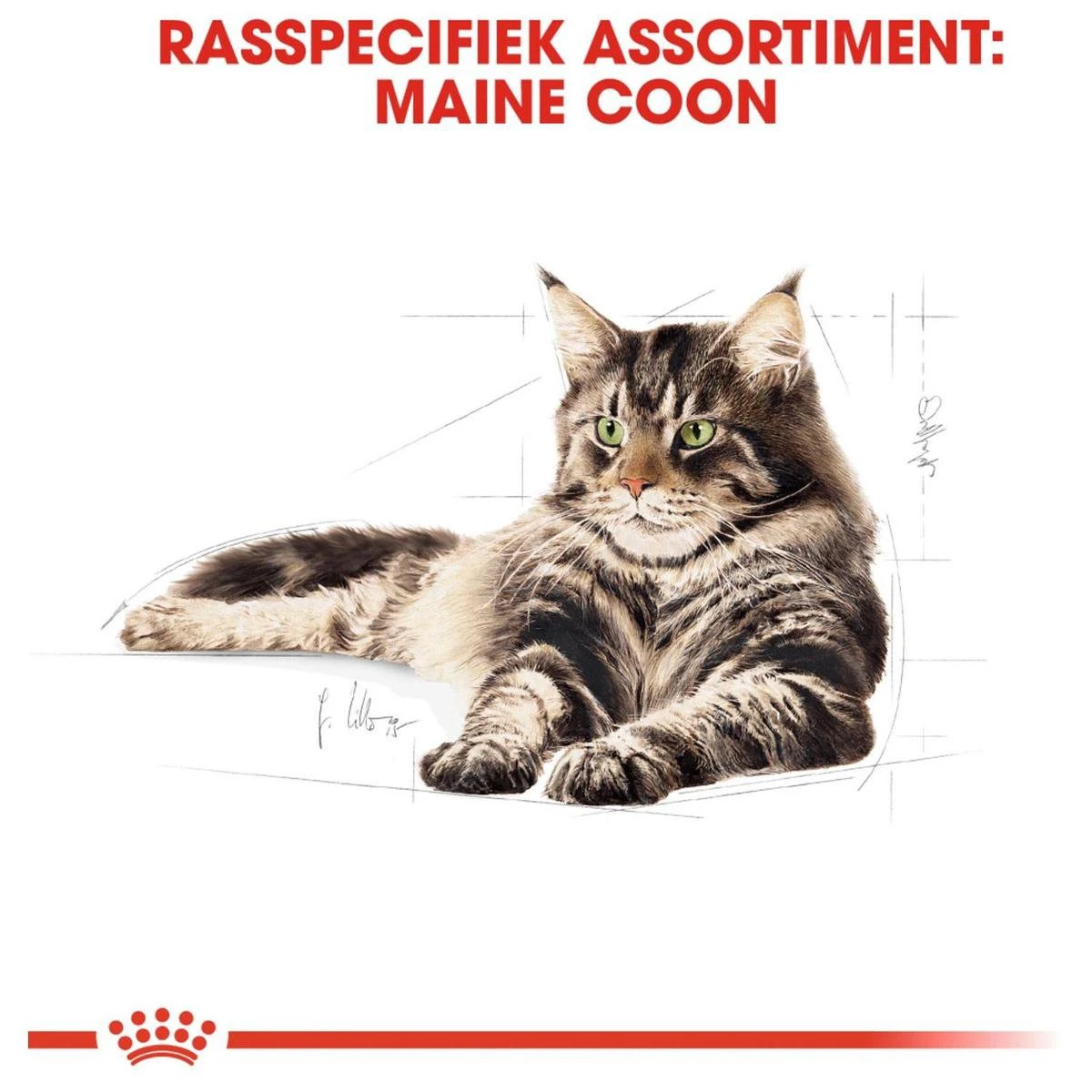 Royal Canin Maine Coon Adult - Kattenvoer - 10 Kg 13 Royal Canin Maine Coon Adult - Kattenvoer - 10 Kg - Afbeelding 11