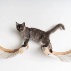 RHRQuality Wandmeubel Wandmontage Klimmuur Kat 53 X 43cm Luxe Hangmat XXL Creme Klim Wand Muur Krabpaal Katten Muurbevestiging 12 RHRQuality Wandmeubel Wandmontage Klimmuur Kat 53 X 43cm Luxe Hangmat XXL Creme Klim Wand Muur Krabpaal Katten Muurbevestiging -Kattenbenodigdheden 1200x1200 1092