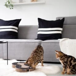 Interactief Design Krabspeelgoed Voor Katten Van Duurzaam Karton - District 70 SNAKE - Zwart -Kattenbenodigdheden 1200x1200 1120