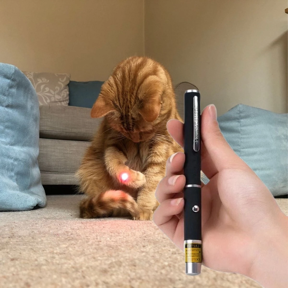 Katten Laser - Dierenwinkel Nederland 5 Katten Laser - Dierenwinkel Nederland - Afbeelding 3