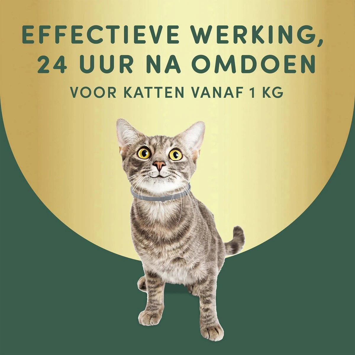3 Stuks Vlooienband Kat Tekenband - 100% Natuurlijk Veilig En Waterbestendig 4 3 Stuks Vlooienband Kat Tekenband - 100% Natuurlijk Veilig En Waterbestendig - Afbeelding 2