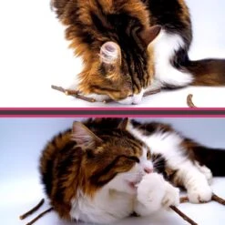 Make Me Purr Matatabi Sticks (20 Stuks) - Silver Vine Kattenkruid Stokjes - Catnip Effect Kauwstokjes - Kattensnack Kattensnoepjes - Kattenspeelgoed Kattenspeeltjes -Kattenbenodigdheden 1200x1200 222