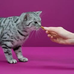 Whiskas Temptations Kattensnacks - Kip En Kaas - 8 X 60 Gr 11 Whiskas Temptations Kattensnacks - Kip En Kaas - 8 X 60 Gr -Kattenbenodigdheden 1200x1200 245