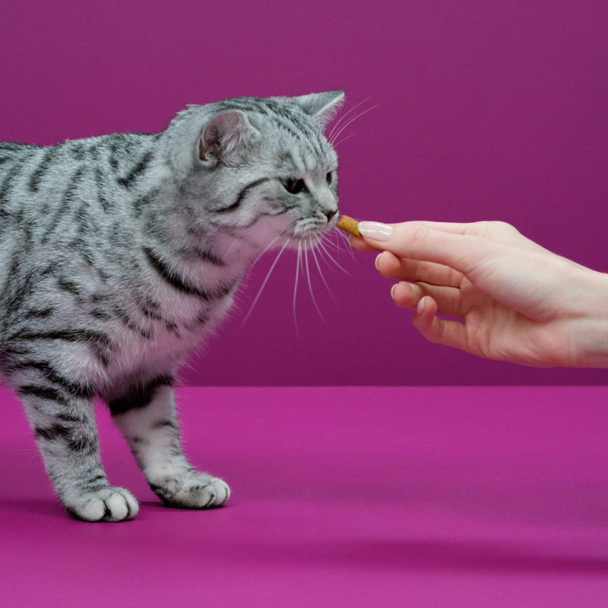 Whiskas Temptations Kattensnacks - Kip En Kaas - 8 X 60 Gr 6 Whiskas Temptations Kattensnacks - Kip En Kaas - 8 X 60 Gr - Afbeelding 4