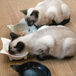 Navaris Voerbakjes Voor Katten - Set Van 3 Voer- En Waterbakken - Met Kattenkopjes Vorm - Antislip - Etensbakjes In Grijs, Wit En Zwart 12 Navaris Voerbakjes Voor Katten - Set Van 3 Voer- En Waterbakken - Met Kattenkopjes Vorm - Antislip - Etensbakjes In Grijs, Wit En Zwart -Kattenbenodigdheden 1200x1200 457