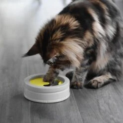 BeOneBreed Intellikatt - Slowfeeder Voor Katten - Voerpuzzel Aanbevolen Door Dierenartsen En Kattengedragsdeskundigen 16 BeOneBreed Intellikatt - Slowfeeder Voor Katten - Voerpuzzel Aanbevolen Door Dierenartsen En Kattengedragsdeskundigen -Kattenbenodigdheden 1200x1200 482