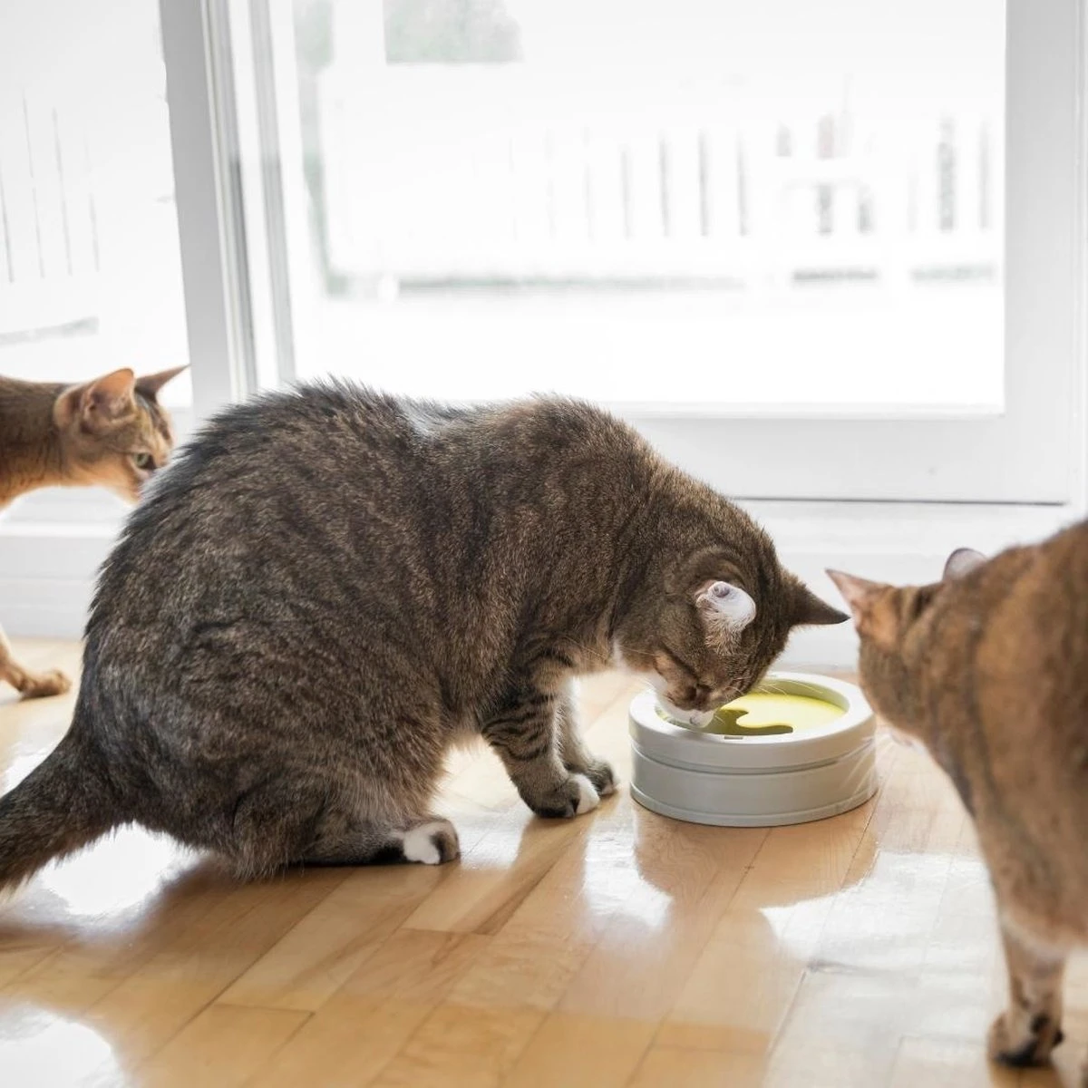 BeOneBreed Intellikatt - Slowfeeder Voor Katten - Voerpuzzel Aanbevolen Door Dierenartsen En Kattengedragsdeskundigen 9 BeOneBreed Intellikatt - Slowfeeder Voor Katten - Voerpuzzel Aanbevolen Door Dierenartsen En Kattengedragsdeskundigen - Afbeelding 7