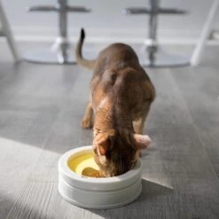 BeOneBreed Intellikatt - Slowfeeder Voor Katten - Voerpuzzel Aanbevolen Door Dierenartsen En Kattengedragsdeskundigen 19 BeOneBreed Intellikatt - Slowfeeder Voor Katten - Voerpuzzel Aanbevolen Door Dierenartsen En Kattengedragsdeskundigen -Kattenbenodigdheden 1200x1200 484