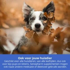 Sensipharm Omniderma Voor Kat, Hondje, Cavia, Konijn - Voedingssupplement Voor Huid En Vacht, Bij Jeuk, Eczeem & Hotspot - 90 Tabletten à 250 Mg -Kattenbenodigdheden 1200x1200 49