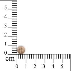Sensipharm Omniderma Voor Kat, Hondje, Cavia, Konijn - Voedingssupplement Voor Huid En Vacht, Bij Jeuk, Eczeem & Hotspot - 90 Tabletten à 250 Mg -Kattenbenodigdheden 1200x1200 51