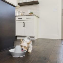 PetSafe® Streamside Ceramic Pet Fountain - Keramische Drinkfontein Voor Katten En Kleine Honden - Water Borrelt Zacht Over De Toren - Door Het Design Van Alle Kanten Bereikbaar - 1,8 Liter - PetSafe Streamside 15 PetSafe® Streamside Ceramic Pet Fountain - Keramische Drinkfontein Voor Katten En Kleine Honden - Water Borrelt Zacht Over De Toren - Door Het Design Van Alle Kanten Bereikbaar - 1,8 Liter - PetSafe Streamside -Kattenbenodigdheden 1200x1200 516