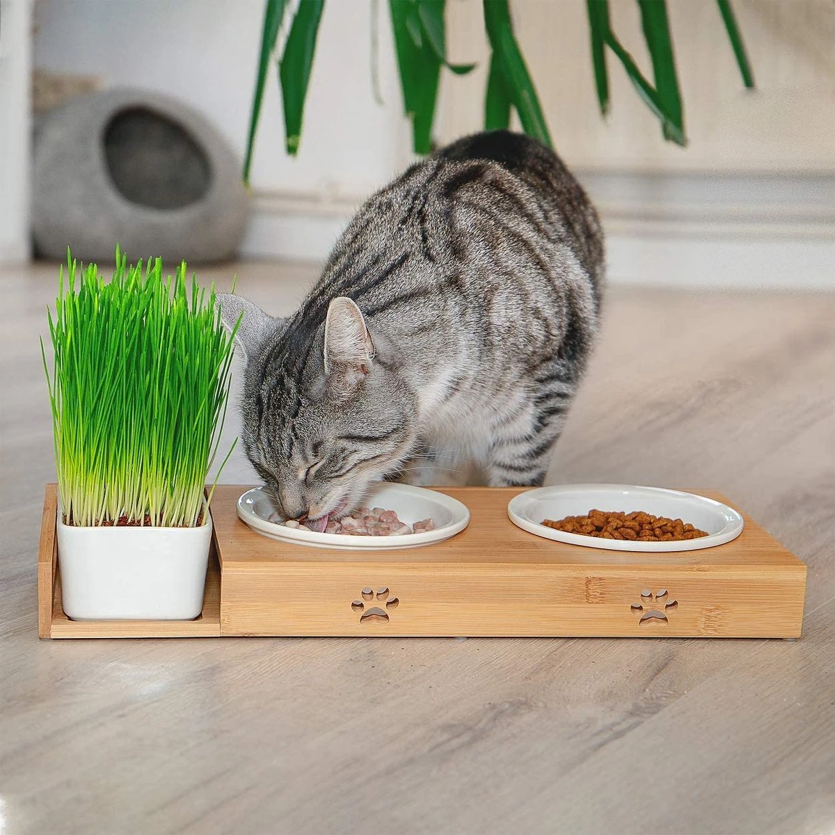 Pfotenolymp® Voederstation Met Kattengras Voor Katten - Porseleinen Kattenbak/Voedingsbak - Verhoogde Kom Set Met Kattengrasbak - Voerbak Hoog 8 Pfotenolymp® Voederstation Met Kattengras Voor Katten - Porseleinen Kattenbak/Voedingsbak - Verhoogde Kom Set Met Kattengrasbak - Voerbak Hoog - Afbeelding 6