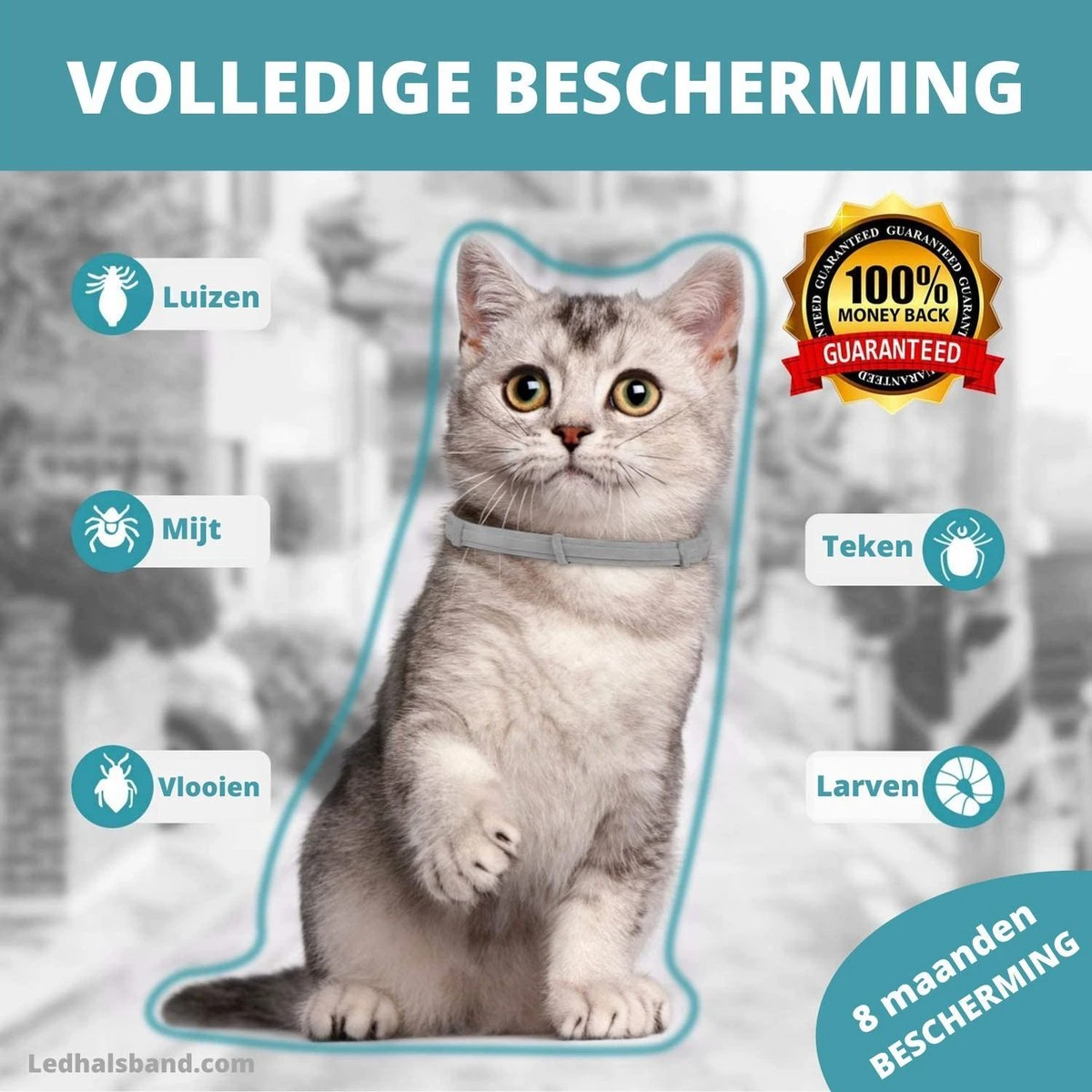 Biologische Vlooien- En Tekenband Voor Katten - BLAUW - Zonder Giftige Pesticiden - Veilig En Verantwoord 7 Biologische Vlooien- En Tekenband Voor Katten - BLAUW - Zonder Giftige Pesticiden - Veilig En Verantwoord - Afbeelding 5