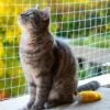 Kattennet Premium - 8 X 3M - Katten Net Voor Balkon - Transparant - Balkon Net - Makkelijk Te Monteren - Kattengaas - Gaas -Kattenbenodigdheden 1200x1200 775