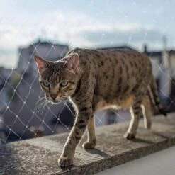 Kattennet Premium - 600 X 300 CM - Kattennet Voor Balkon - Transparant - Balkon Net - Makkelijk Te Monteren 14 Kattennet Premium - 600 X 300 CM - Kattennet Voor Balkon - Transparant - Balkon Net - Makkelijk Te Monteren -Kattenbenodigdheden 1200x1200 806