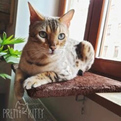 PRETTY KITTY Cat Window Bed 32x41cm: Knuffelig Kattenbed Voor De Vensterbank, Premium Kattenbed Fluffy Voor Het Raam, Vensterbank Kat - Wasbaar, Vensterbank Kat -Kattenbenodigdheden 1200x1200 987