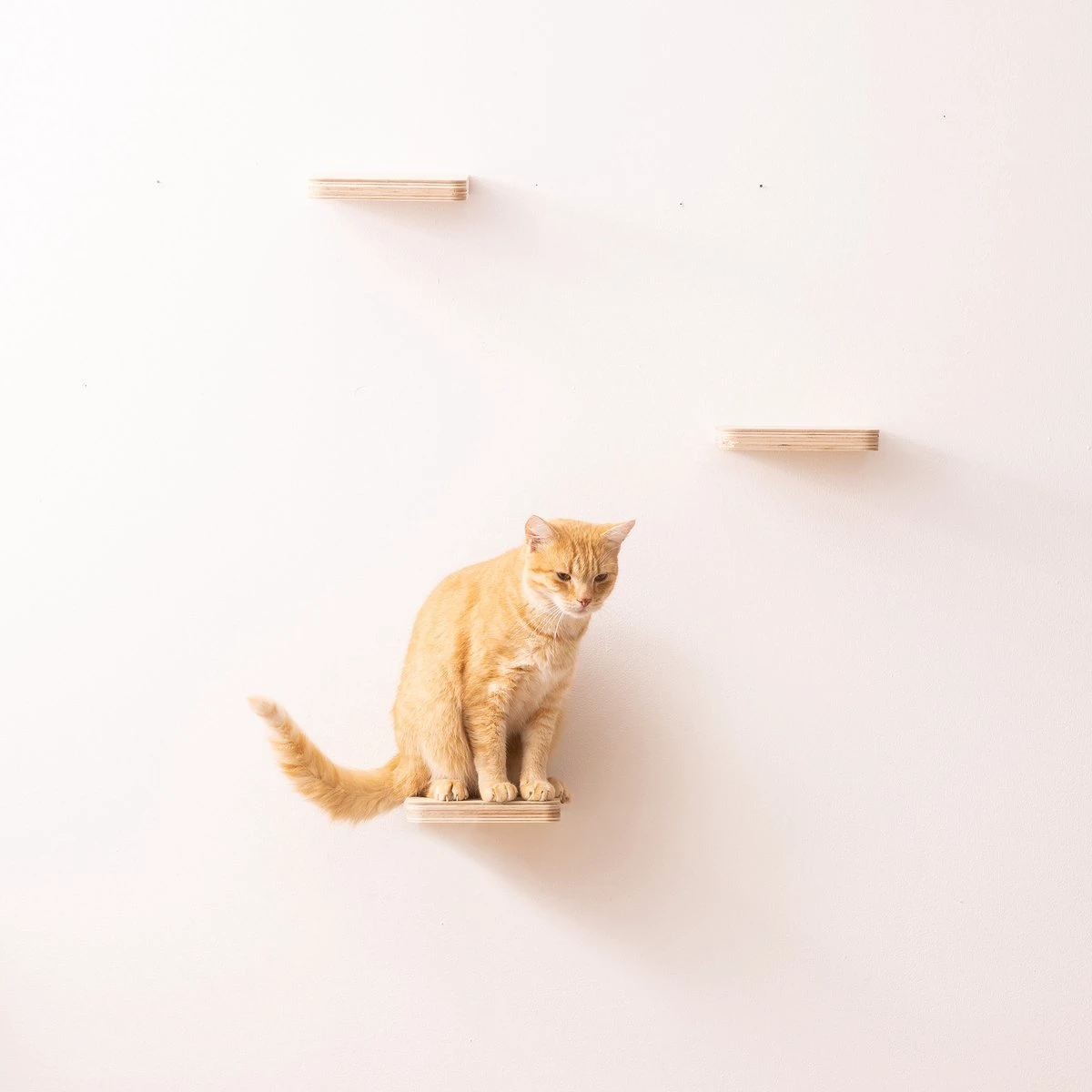 Navaris Katten Klimmuur 3 Tredes - 18 X 18 X 1,5 Cm Per Plankje - Katten Klimwand Van Hout - Inclusief Bevestigingsmateriaal 7 Navaris Katten Klimmuur 3 Tredes - 18 X 18 X 1,5 Cm Per Plankje - Katten Klimwand Van Hout - Inclusief Bevestigingsmateriaal - Afbeelding 5