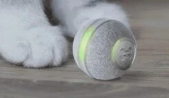 Cheerble Mini Ball 2.0 - Slimme Interactieve Zelf Rollende Bal Voor Katten - 3 Speelmodi - Kattenspeeltjes - USB Oplaadbaar - Rood 23 Cheerble Mini Ball 2.0 - Slimme Interactieve Zelf Rollende Bal Voor Katten - 3 Speelmodi - Kattenspeeltjes - USB Oplaadbaar - Rood -Kattenbenodigdheden 1200x696 1