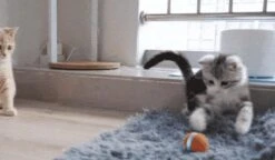 Cheerble Mini Ball 2.0 - Slimme Interactieve Zelf Rollende Bal Voor Katten - 3 Speelmodi - Kattenspeeltjes - USB Oplaadbaar - Rood 24 Cheerble Mini Ball 2.0 - Slimme Interactieve Zelf Rollende Bal Voor Katten - 3 Speelmodi - Kattenspeeltjes - USB Oplaadbaar - Rood -Kattenbenodigdheden 1200x701 1