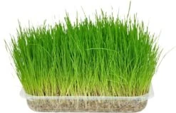 Flamingo - Kattengras - 15 X 15 X 4 Cm