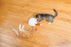 FroliCat Vossenhol - Automatische Kattenplager - Kattenspeelgoed 19 FroliCat Vossenhol - Automatische Kattenplager - Kattenspeelgoed -Kattenbenodigdheden 1200x799 15