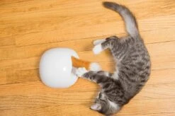 FroliCat Vossenhol - Automatische Kattenplager - Kattenspeelgoed 21 FroliCat Vossenhol - Automatische Kattenplager - Kattenspeelgoed -Kattenbenodigdheden 1200x799 17