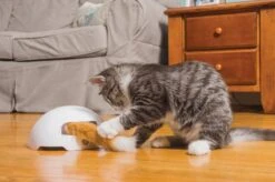 FroliCat Vossenhol - Automatische Kattenplager - Kattenspeelgoed 23 FroliCat Vossenhol - Automatische Kattenplager - Kattenspeelgoed -Kattenbenodigdheden 1200x799 18