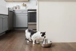 PetSafe® Seaside Stainless Steel Pet Fountain - RVS Drinkfontein Voor Katten En Kleine Honden - Water Borrelt Zacht Over De Toren - Door Het Design Van Alle Kanten Bereikbaar - 1,8 Liter - PetSafe Seaside 14 PetSafe® Seaside Stainless Steel Pet Fountain - RVS Drinkfontein Voor Katten En Kleine Honden - Water Borrelt Zacht Over De Toren - Door Het Design Van Alle Kanten Bereikbaar - 1,8 Liter - PetSafe Seaside -Kattenbenodigdheden 1200x799 5