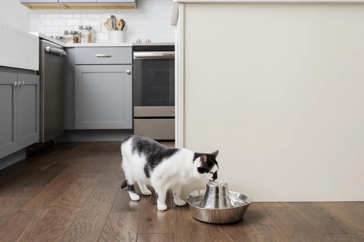 PetSafe® Seaside Stainless Steel Pet Fountain - RVS Drinkfontein Voor Katten En Kleine Honden - Water Borrelt Zacht Over De Toren - Door Het Design Van Alle Kanten Bereikbaar - 1,8 Liter - PetSafe Seaside 8 PetSafe® Seaside Stainless Steel Pet Fountain - RVS Drinkfontein Voor Katten En Kleine Honden - Water Borrelt Zacht Over De Toren - Door Het Design Van Alle Kanten Bereikbaar - 1,8 Liter - PetSafe Seaside - Afbeelding 6