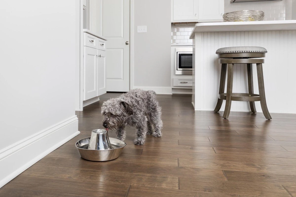 PetSafe® Seaside Stainless Steel Pet Fountain - RVS Drinkfontein Voor Katten En Kleine Honden - Water Borrelt Zacht Over De Toren - Door Het Design Van Alle Kanten Bereikbaar - 1,8 Liter - PetSafe Seaside 6 PetSafe® Seaside Stainless Steel Pet Fountain - RVS Drinkfontein Voor Katten En Kleine Honden - Water Borrelt Zacht Over De Toren - Door Het Design Van Alle Kanten Bereikbaar - 1,8 Liter - PetSafe Seaside - Afbeelding 4