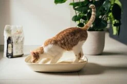 Almo Nature Zuinige Kattenbakvulling Klontvormend En Milieuvriendelijk - Inhoud 4,54 Kg 28 Almo Nature Zuinige Kattenbakvulling Klontvormend En Milieuvriendelijk - Inhoud 4,54 Kg -Kattenbenodigdheden 1200x800 35