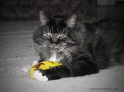 Yeowww! Chicata Banana - Speeltje Voor Katten Met Kattenkruid - De Meest Krachtige Catnip Ter Wereld – Onweerstaanbaar – Katoen – 17.7 Cm - Geel -Kattenbenodigdheden 1200x900 15