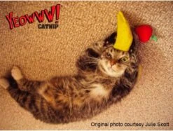 Yeowww! Chicata Banana - Speeltje Voor Katten Met Kattenkruid - De Meest Krachtige Catnip Ter Wereld – Onweerstaanbaar – Katoen – 17.7 Cm - Geel -Kattenbenodigdheden 1200x907 4