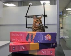 Cas & Lux Relaxerende Hangmat Voor Katten - Inclusief 2 Niveau's Met Sterke 30kg Draagkracht - Kattenhangmat - Kattenhangmat Raam – Kattenmand - Kattenhuis - Kattenkussen - Hangmat Kat - Kattenbed 13 Cas & Lux Relaxerende Hangmat Voor Katten - Inclusief 2 Niveau's Met Sterke 30kg Draagkracht - Kattenhangmat - Kattenhangmat Raam – Kattenmand - Kattenhuis - Kattenkussen - Hangmat Kat - Kattenbed -Kattenbenodigdheden 1200x959 1