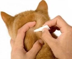 Frontline Spot-On Anti Vlooienmiddel Kat - 6 Pipetten 18 Frontline Spot-On Anti Vlooienmiddel Kat - 6 Pipetten -Kattenbenodigdheden 1200x987 2