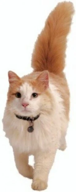 Petsafe 980 Kattenluik Magneetsleutel - Zilver 16 Petsafe 980 Kattenluik Magneetsleutel - Zilver -Kattenbenodigdheden 478x1200