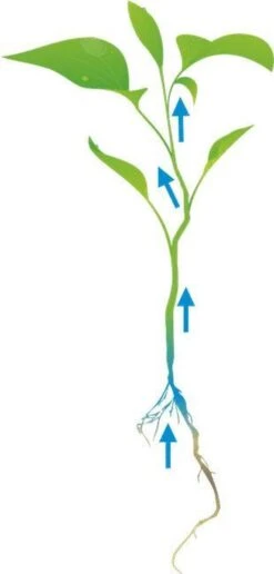 Cat's Best Oko Plus Korrels - Kattenbakvulling - 40 L 16 Cat's Best Oko Plus Korrels - Kattenbakvulling - 40 L -Kattenbenodigdheden 574x1200 1