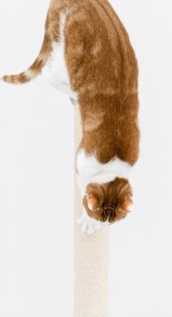 Petrebels Maine 90 Krabpaal - Cappuccino - 40 X 40 X 90 Cm - Extra Stabiel -Kattenbenodigdheden 652x1200